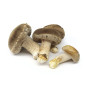 BIO CHAMPIGNON SHIITAKE 2KG